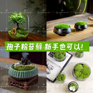 🌱🌱純天然孢子粉 苔蘚青苔植物種子 吸水上水石盆栽 假山盆 鋪面微景觀孢子粉四季鮮活 園藝水族通用