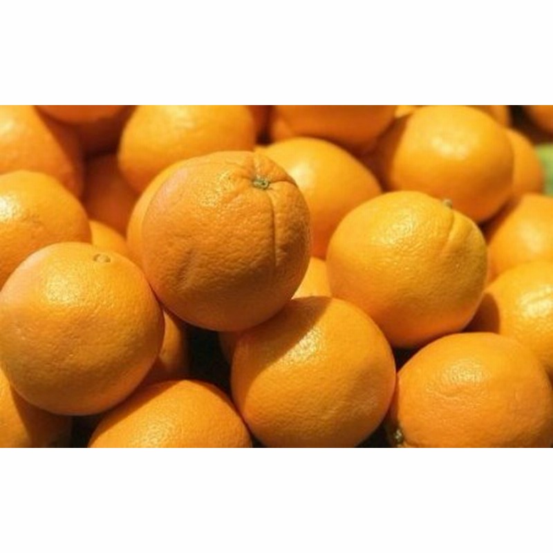 和歌山県産ネーブルオレンジ約7.5kg（サイズおまかせ）★2023年12月中旬頃より順次発送