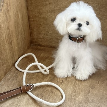 熱銷PalettePet秋冬寵物服裝貓咪狗狗網紅拼色鉚釘真皮項圈外出牽引繩