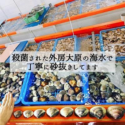 ふるさと納税 いすみ市 天然はまぐり約800g (千葉県産)