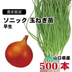 玉ねぎ苗 早生 ソニック 500本束 山口県産  野菜苗 家庭菜園 ガーデニング