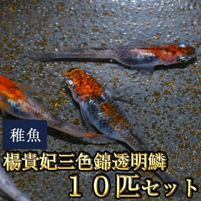 メダカ 青みゆき 幹之 めだか 未選別 稚魚 Ss Sサイズ 10匹セット 鉄仮面血統 幹之メダカ 限定大特価 通販 Lineポイント最大get Lineショッピング