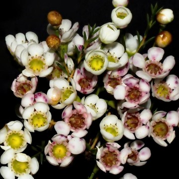 🌿（球蘭種子）蠟花種子 澳洲野花皇后 開花清甜蜂蜜香氣 旱耐貧瘠 盆栽庭院露台花卉種子 懶人種植花卉植物種籽