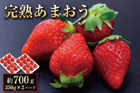 完熟 あまおうイチゴ 350g×2（700g）