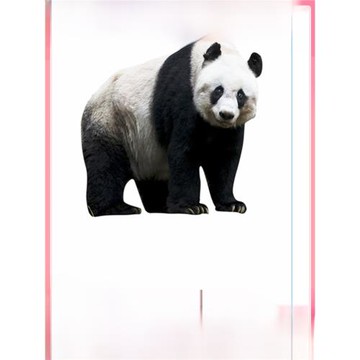 新款蒙氏幼兒園語言區三段卡教學教具英語啟蒙認知三部卡塑封閃卡