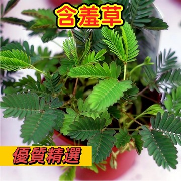 【台灣現貨】含羞草種子｜趣味互動 親子共植首選｜療癒盆栽 觀察自然｜生長快速 新手超愛 一碰就害羞#林木花卉種籽
