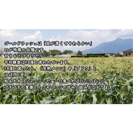 ふるさと納税 茨城県 八千代町  朝採り とうもろこし （ ゴールドラッシュ ） 約 6kg トウモロコ…