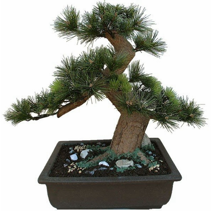 盆栽 全高38cm 職人松 8号 Bonsai 松の盆栽 松 造花 フェイクグリーン 偽物 オブジェ ディスプレイ 装飾 和風 式典 祭典 イベント 商品番号 Nb2 B 通販 Lineポイント最大0 5 Get Lineショッピング