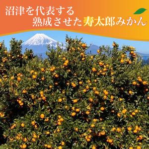 ふるさと納税 寿太郎 みかん 10kg 産地直送 柑橘 訳あり（寿太郎 みかん 西浦 みかん 蜜柑 果物 みかん フルーツ みかん 柑橘 農家直送 みかん .. 静岡県沼津市