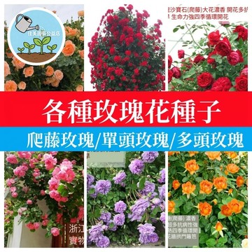 ✅台灣現貨✅無刺玫瑰 爬藤玫瑰 四季開花 攀藤薔薇 庭院柵欄 陽台圍牆 開花機器 濃香花卉 多花色混種 開花盆栽
