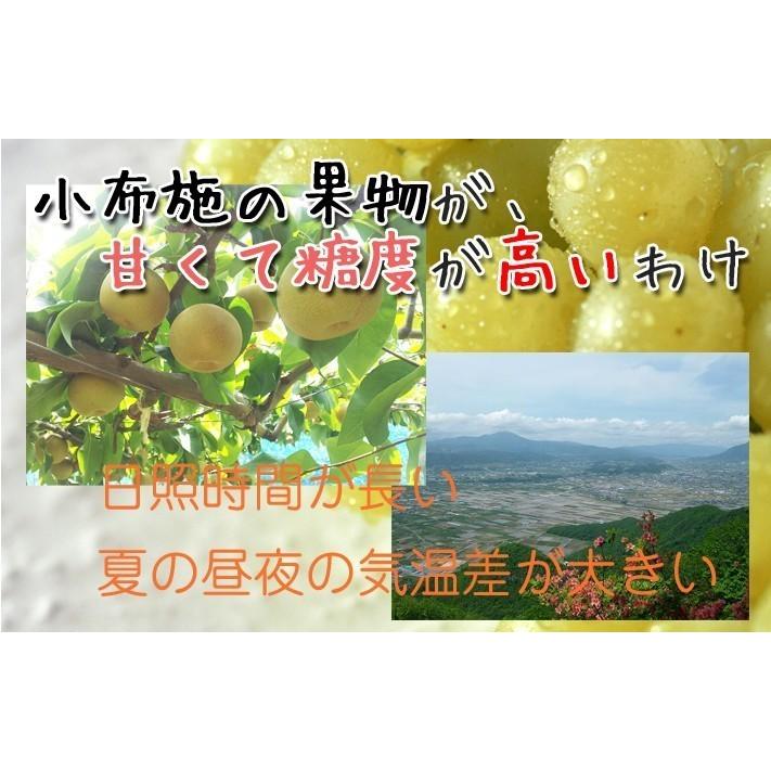 11月上旬〜中旬　サンふじ　訳あり 長野産 りんご 減農薬 5キロ