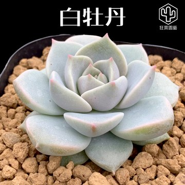 [狂買園藝] 多肉植物 白牡丹🌸 3寸盆 景天科 /小品盆栽/多肉組盆/送禮小物/婚禮小物/仙人掌/