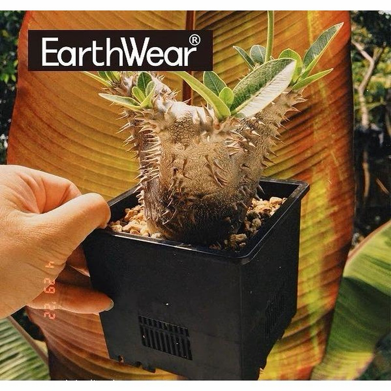 Amazon.co.jp: パキポディウム グラキリス 特大株 発根未確認