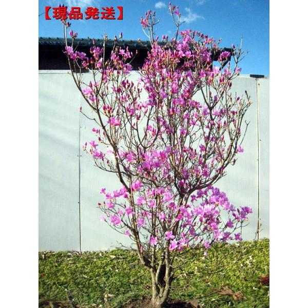 現品発送 ミツバツツジ (紫花) 樹高1.3-1.6m(根鉢含まず