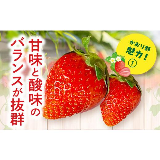 ふるさと納税 宮崎県 宮崎市 宮崎県産イチゴ「かおり野」1パック（360g以上：12粒〜15粒）_M260-013