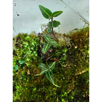 苔鑽🍀!!買3送3!!鳥嘴蓮/植株大小約5-15公分左右/雨林植物/草本植物/觀葉植物/微景觀/盆栽/辦公室小品
