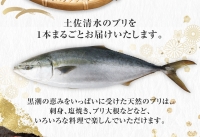 土佐清水産天然ぶり まるごと１本（5kg～8kg）下処理あり（内臓除去済）先行予約 鮮魚 ぶり大根 刺身 ぶりしゃぶ