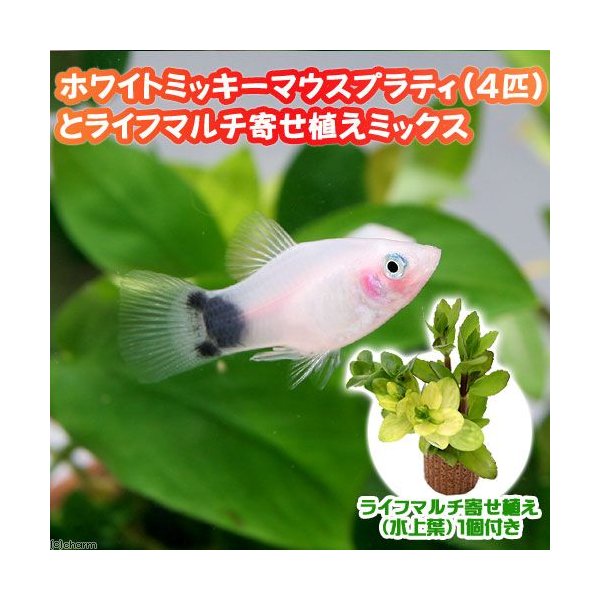 熱帯魚 水草 ホワイト ミッキーマウスプラティ ４匹 ライフマルチ 茶 寄せ植えミックス 水上葉 １個 北海道航空便要保温 通販 Lineポイント最大0 5 Get Lineショッピング