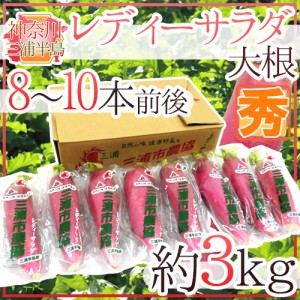 神奈川県三浦半島 ”レディーサラダ大根” 秀品 8～10本前後 約3kg 送料無料