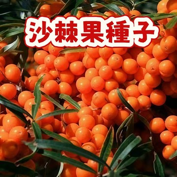 沙棘果種子 當季新籽 發芽率高 產量高  營養價值超高 可做藥材 耐寒耐熱 陽台庭院盆栽#超優惠