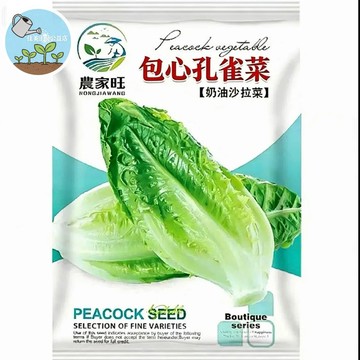 【原廠包裝】包心孔雀菜種子（Cabbage Heart Peacock Vegetable） 尖葉A菜 快收蔬菜
