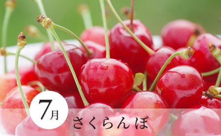 先行予約 季節の フルーツ 定期便 3か月連続お届け2024年 7～9月 果物 デザート おやつ さくらんぼ チェリー 桃 もも シャインマスカット ぶどう 葡萄 シャイン マスカット お楽しみ 信州