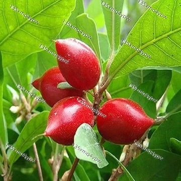 台灣 現貨 神秘果（50粒） 四季高產水果種子 超大顆神秘果 當季採收神秘果種子 新採收 好種植 吃了神秘果檸檬是甜的喔