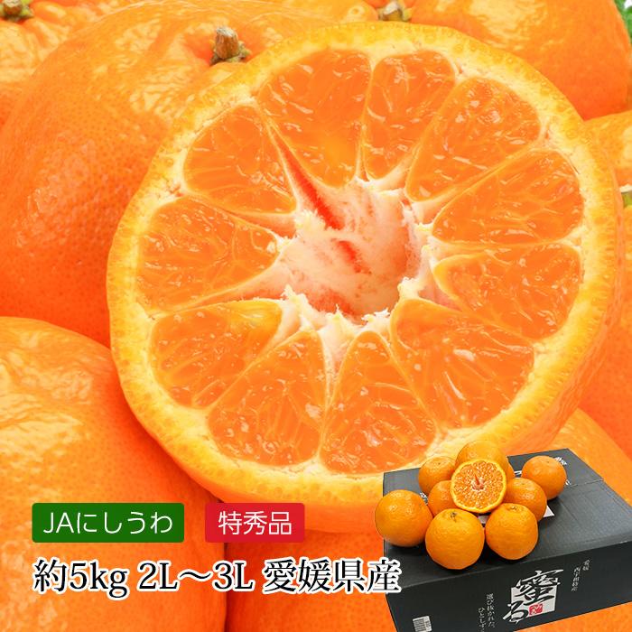 みかん 愛媛県産 ポンカン 蜜る 特秀品 約5kg 2L〜3Lサイズ 22〜28個