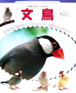  文鳥 小動物ビギナーズガイド／伊藤美代子，井川俊彦