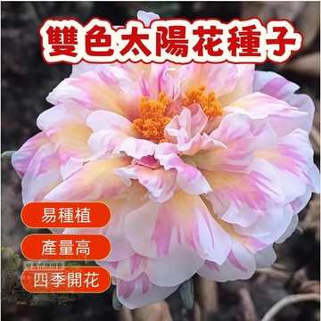 🌹   雙色太陽花種子  四季種植 稀有重瓣 四季播種松葉牡丹易活開花不斷室內外陽臺種植 觀賞花卉種子 超低價