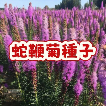 蛇鞭菊種子  高發芽率  多年生 耐熱耐寒   庭院陽臺景觀植物 紫色花穗 綠化美化 開花盆栽 園藝種子現貨