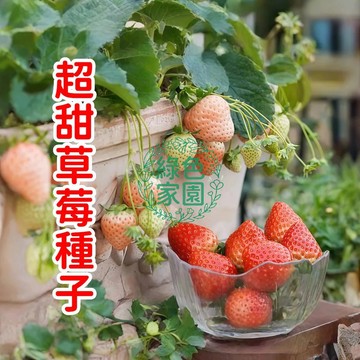 💥台灣發貨💥【超甜草莓種子】四季奶油草莓種子 桃熏草莓種子 四季水果盆栽植物 沾土就活 高產抗病 陽台庭院盆栽水果種子