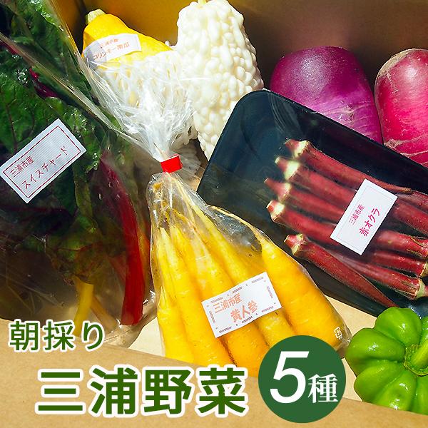 朝採り三浦野菜セット（5種類）