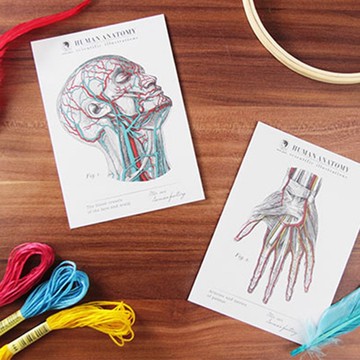 科學明信片-人體解剖圖(2款)