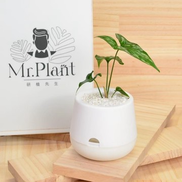 【拈花x研植】非洲面具（觀音蓮）│雪胖盆│懶人盆栽│窗邊植物│新手植物│淨化空氣│招財植物│觀葉植物│質感盆栽
