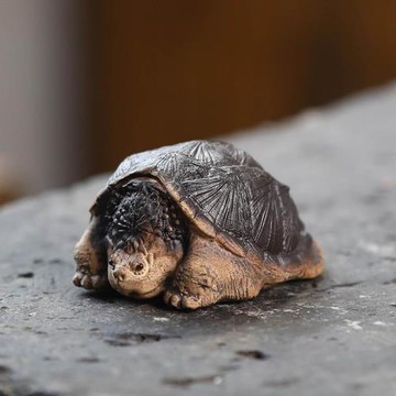 宜興紫砂茶寵鱷魚龜擺件手工可養茶道茶具配件茶桌茶玩烏龜富一方