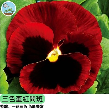 🌸【貓臉花新品】三色堇 紅間斑 種子 草花必種 紅白雙色 陽台盆栽 花壇美化 低矮緊湊 新手友善