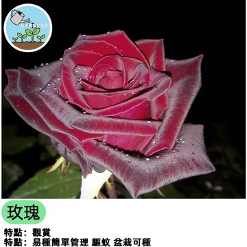 🌹台灣新品七彩玫瑰花種子 稀有薔薇玫瑰花種子 四季開花 陽台庭院盆栽 容易栽種 香花植物  送禮自種 開花不斷