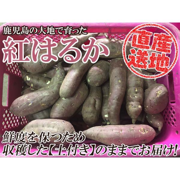 紅はるか さつまいも 5kg 送料無料 産地直送 産直 土付き さつま芋 薩摩芋 焼きいも 焼き芋 石焼き芋 芋 いも 鹿児島県産 FJK-000