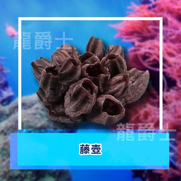 ✨現貨✨[龍爵士水族](水族) 藤壺  裝飾品 造景 擺飾 飾品 擺件 魚缸造景 魚缸擺飾 魚躲藏S5