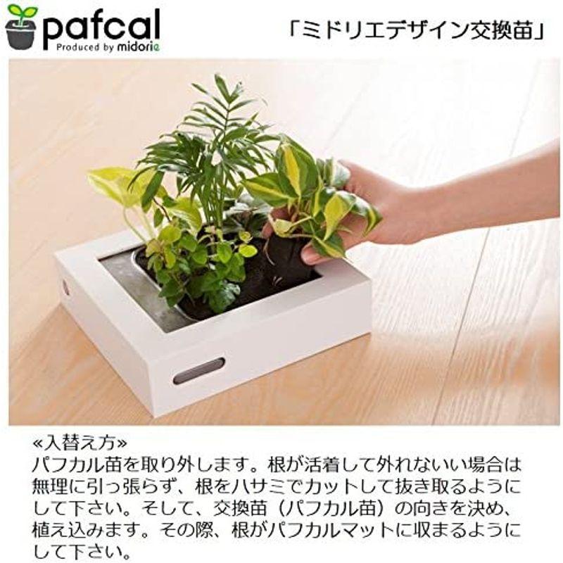 ミドリエデザイン 土を使わない 観葉植物 パフカル苗 交換苗 シェフレラ