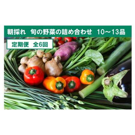 ふるさと納税 『定期便』全6回旬の野菜詰め合わせ10〜13品目 旬の野菜 定期 生姜 野菜 健康 詰め合わせ セット 採れたて おいしい .. 高知県土佐市