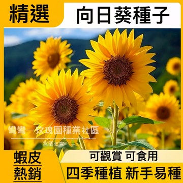 現貨 蝦皮熱銷【向日葵種子】（50粒）最全品種 向日葵種子 紅火輪向日葵 矮稈多頭向日葵 食用向日葵 矮桿多頭向日葵