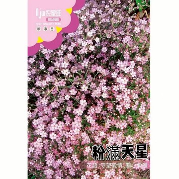 【原廠包裝】滿天星種子(Gypsophila (pink))2克裝 粉紅色花 夢幻花海必備 開花機器 蜜源植物 耐熱好種