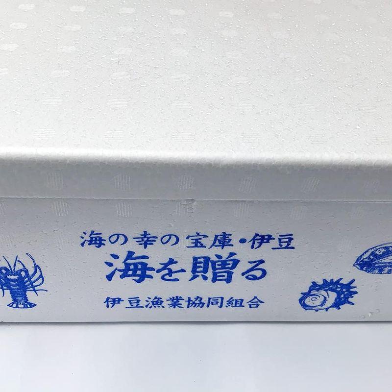 代引き不可活き 伊勢海老 1kg 伊豆 下田 生きたまま 刺身 伊勢エビ イセエビ (大(3-4匹))