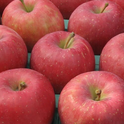 サンふじ 家庭用 キズあり 10kg りんご 訳あり 青森県産 11月中旬収穫
