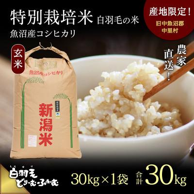 ふるさと納税 十日町市 令和5年産 農家直送!魚沼産コシヒカリ特別栽培「白羽毛の米」玄米(30kg×1袋) 30kg