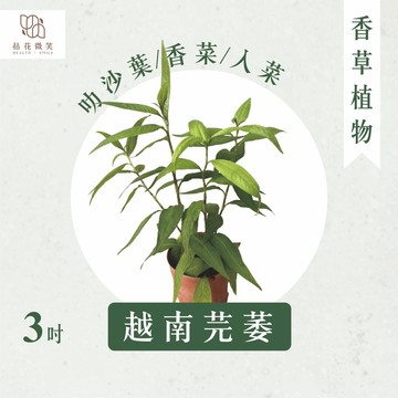 【拈花微笑】越南香菜｜越南芫萎｜3吋｜香草植物｜食用植物｜調味料｜泡茶飲用｜沙拉｜甜點｜藥用｜精油｜觀賞
