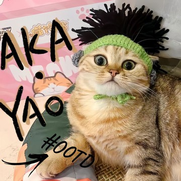 🔥😹【主子變裝秀】寵物搞笑帽子 貓狗變裝頭套 🎩 斯芬克斯毛線帽 朋克造型 🌟 臺灣出貨 拍照神器