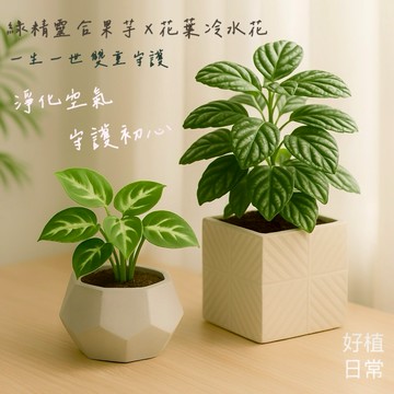 【好植日常】1314雙重守護｜ 綠精靈合果芋 × 花葉冷水花 - 淨化空氣，守護初心 無論變遷，初心不變，愛與幸福永存！ 加贈2組香氛蠟燭